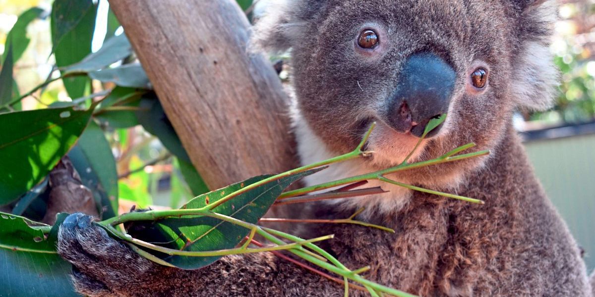 Australien Will Koalas Mit Millionenprogramm Besser Sch Tzen