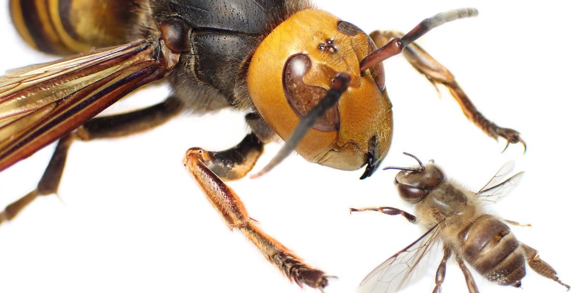 Wie Sich Der Vormarsch Der Riesenhornissen Stoppen L Sst Natur