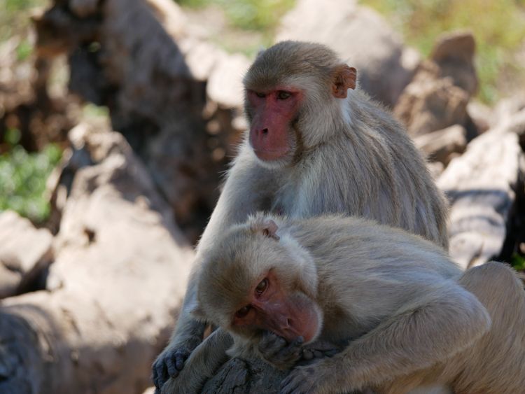 Bei Männerfreundschaften unter Makaken gehört Sex dazu - Natur ...