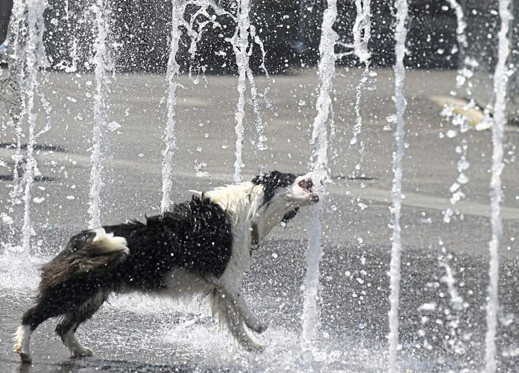 Hund bei Sprühbrunnen