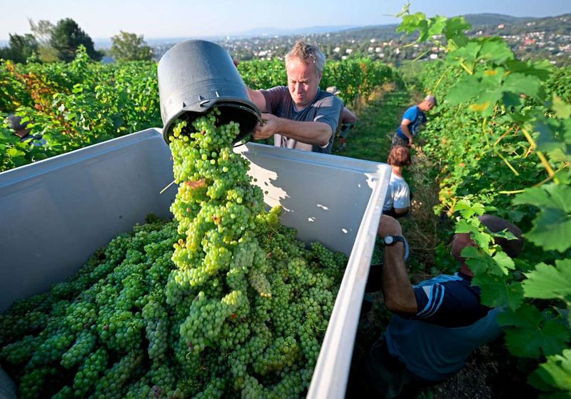 Extreme Hitze und veränderte Trinkkultur lassen Geschäfte mit dem Wein austrocknen