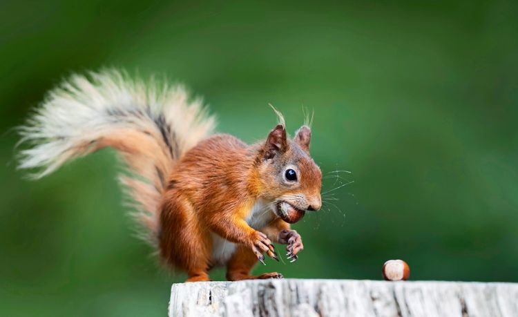 Ein rotes Eichhörnchen isst eine Haselnuss auf einem Baumstumpf, mit unscharfem grünem Hintergrund.