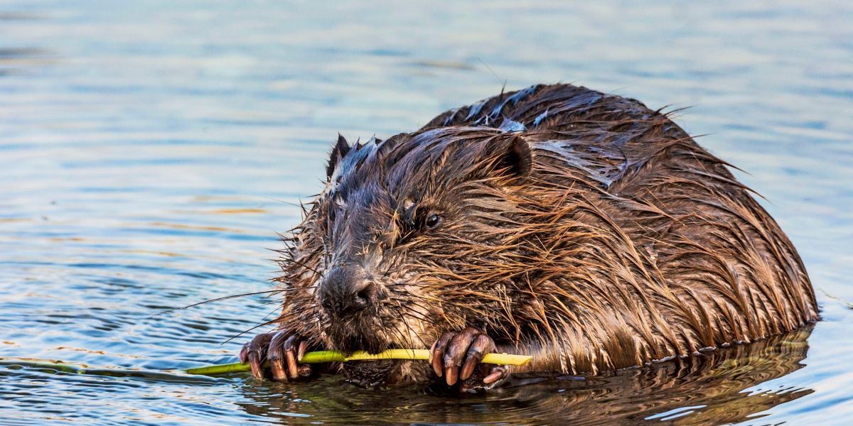 Up to 1,000 beavers may be killed in Austria