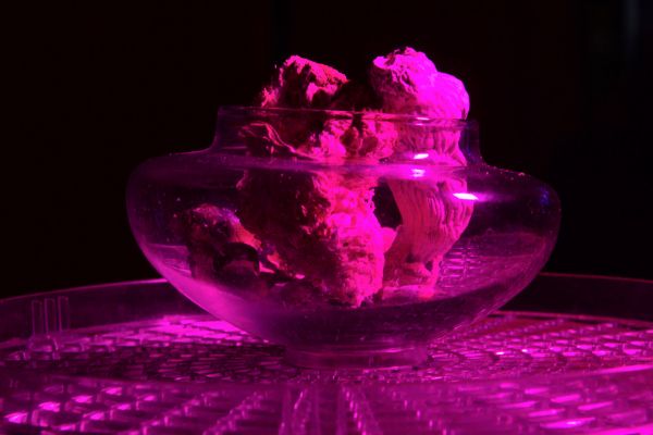 Eine-Dosis-Psilocybin-kann-die-Anatomie-des-Gehirns-ver-ndern
