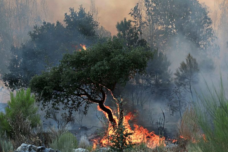 1600 Feuerwehrleute kämpfen in Portugal gegen heftige Waldbrände