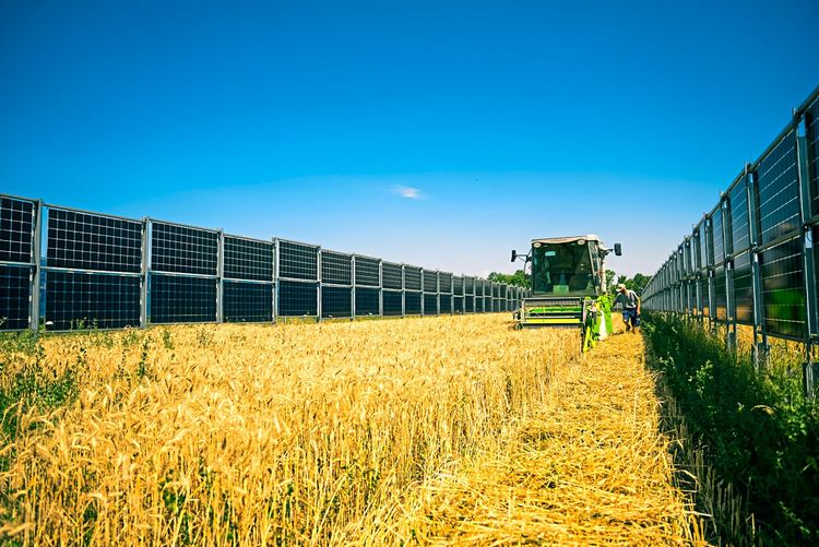 Traktor erntet Getreide zwischen vertikal stehenden Solarmodulen