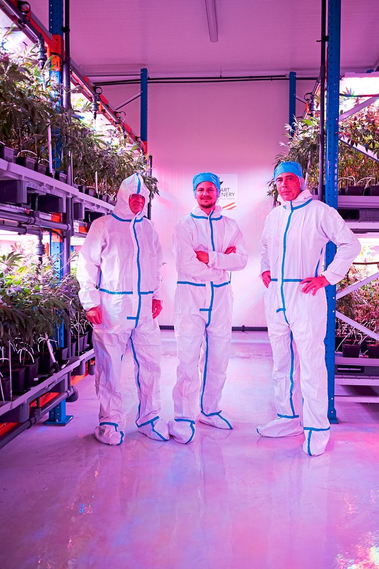 Drei Männer in weißen Schutzanzügen in Indoor-Hanfplante, bestrahlt von pinkem Licht.