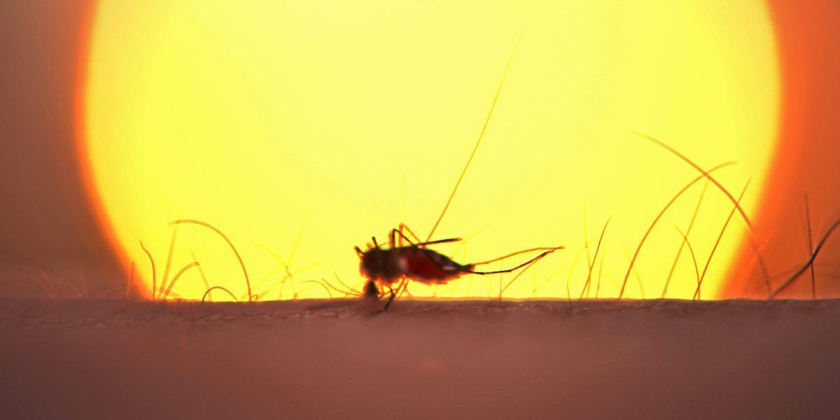 Mückenplage in toskanischem Urlaubsort als Folge des Klimawandels?