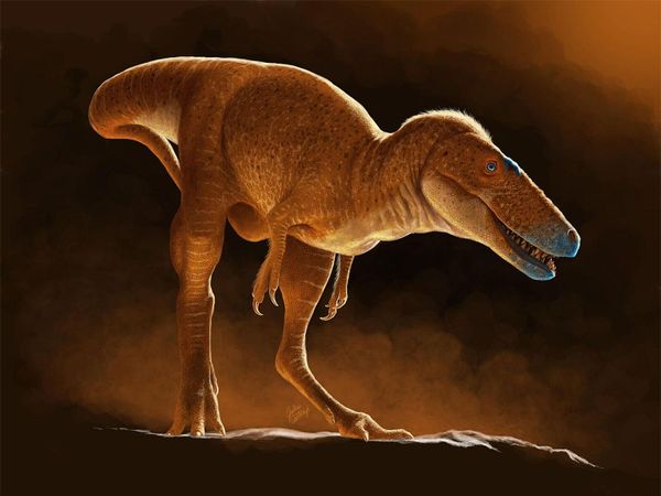 Der-mongolische-Drachenprinz-ein-Zwischenschritt-zu-K-nig-T-Rex