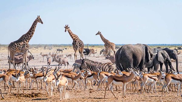 Wegen-Hungers-D-rre-und-get-teter-Menschen-Namibia-jagt-dutzende-Elefanten-und-Zebras