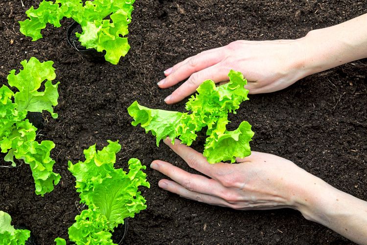 Zwei Hände setzen Salatplanzen in feuchte Erde ein