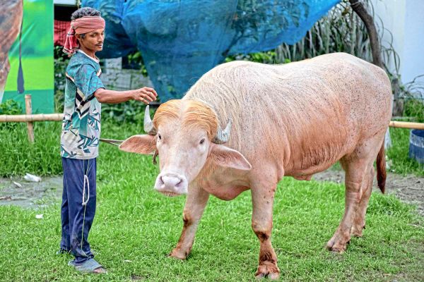 Albino-B-ffel-Donald-Trump-sorgt-f-r-Aufsehen-in-Bangladesch