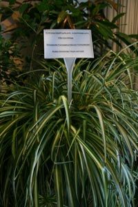 Pflanzen als Filter und Luftbefeuchter Immobilien derStandard.at