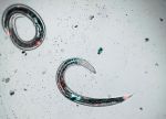 Nematoden im Weltraum