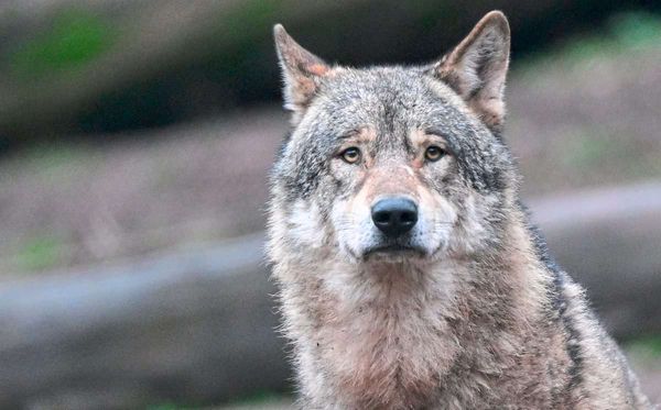 m-hlviertler-jogger-berichtet-von-wolf-angesprungen-worden-zu-sein