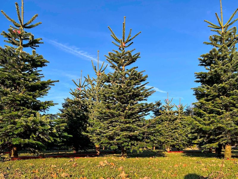 Hauptsächlich grüne Weihnachten in Österreichs Niederungen in letzten 14 Jahren
