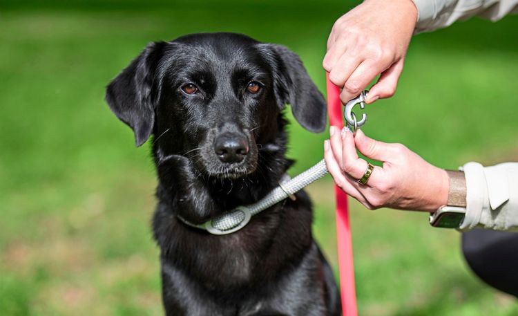 Hundebesitzer sollen geschult werden. Aber bitte von Menschen, die sich  auskennen - Sebastian Fellner - derStandard.at  Diskurs