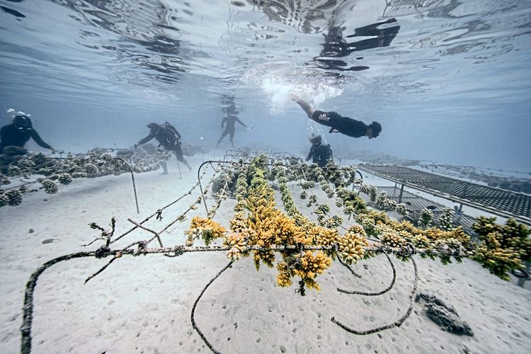 Korallen, Meer, Coral Gardeners