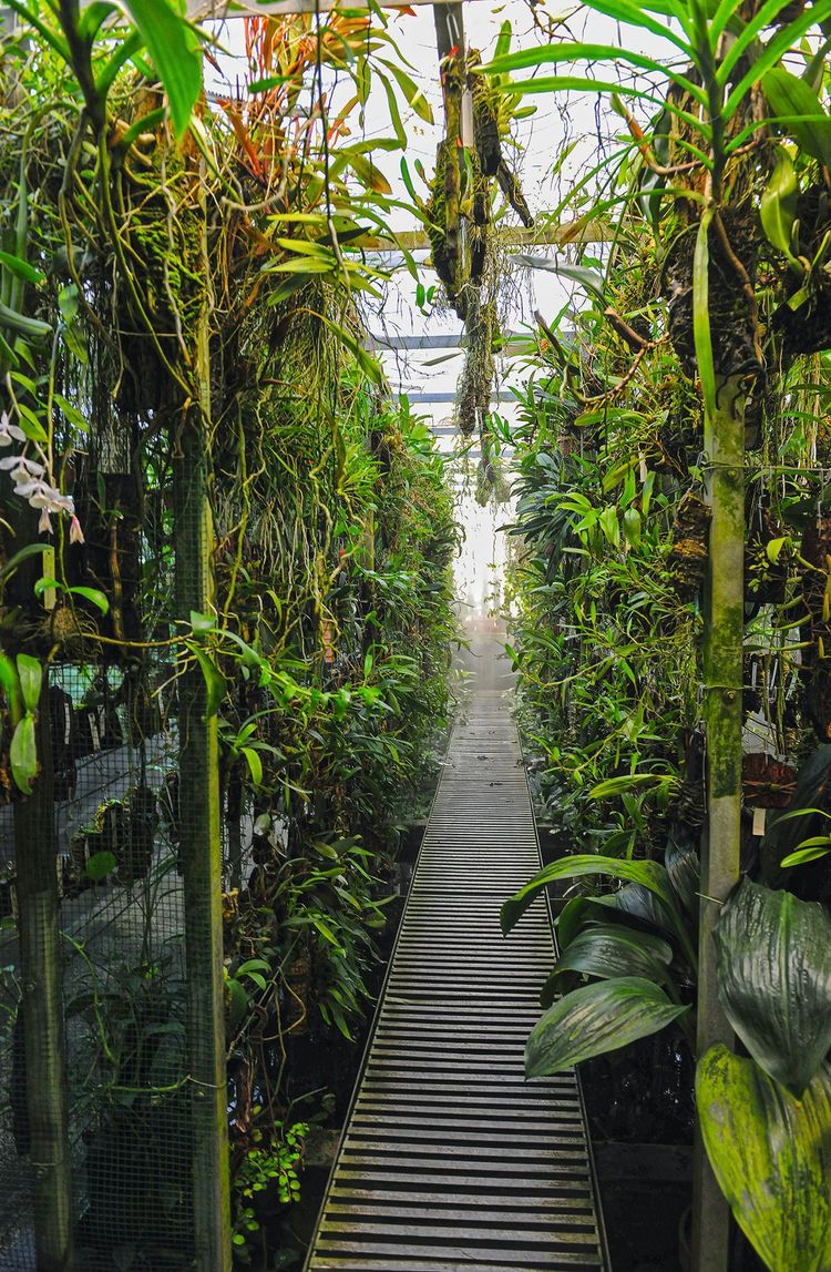 Orchideen-Glashaus im Botanischen Garten