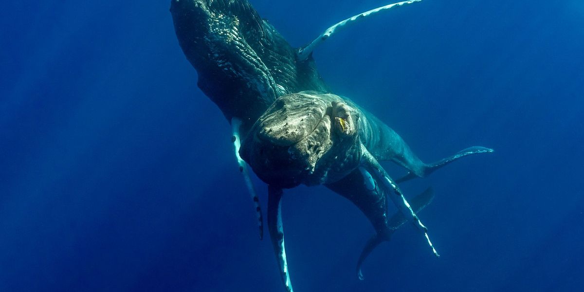 Buckelwale erstmals beim Sex beobachtet – es waren zwei Männchen