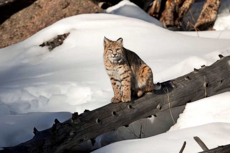 Kaltes Wetter im Anmarsch: Schnee in weiten Teilen Österreichs möglich