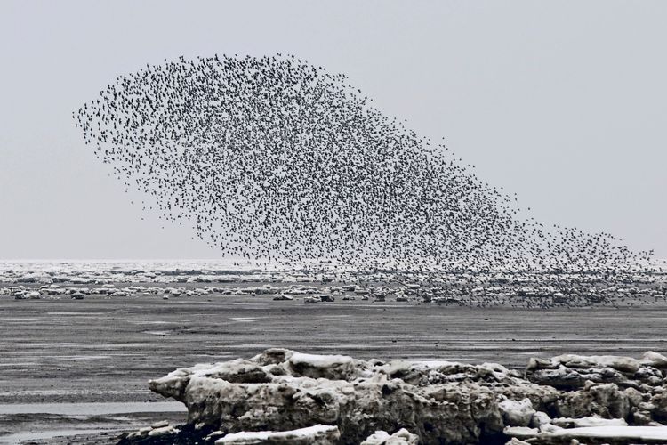 Ein großer Vogelschwarm fliegt über einer winterlichen Küstenlandschaft im Nationalpark Schleswig-Holsteinisches Wattenmeer. Schneebedeckte Felsen und eisige Flächen sind im Vordergrund sichtbar.