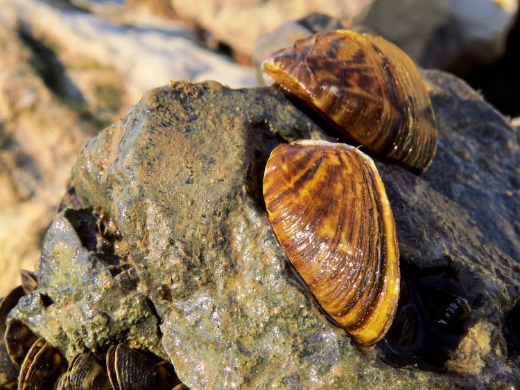 Nahaufnahme von zwei braun gemusterten Quaggamuscheln (Dreissena rostriformis bugensis), die auf einem nassen Felsen haften. Die Muschelschalen glänzen im Sonnenlicht.