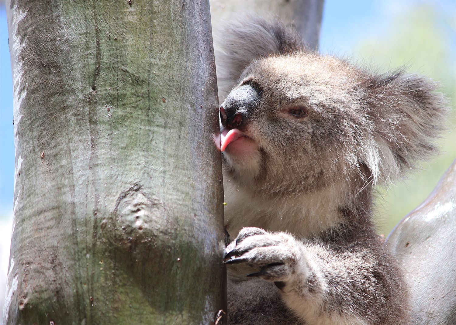 Endlich Geklärt Wie Wildlebende Koalas Trinken Natur Derstandard De › Wissen Und Gesellschaft