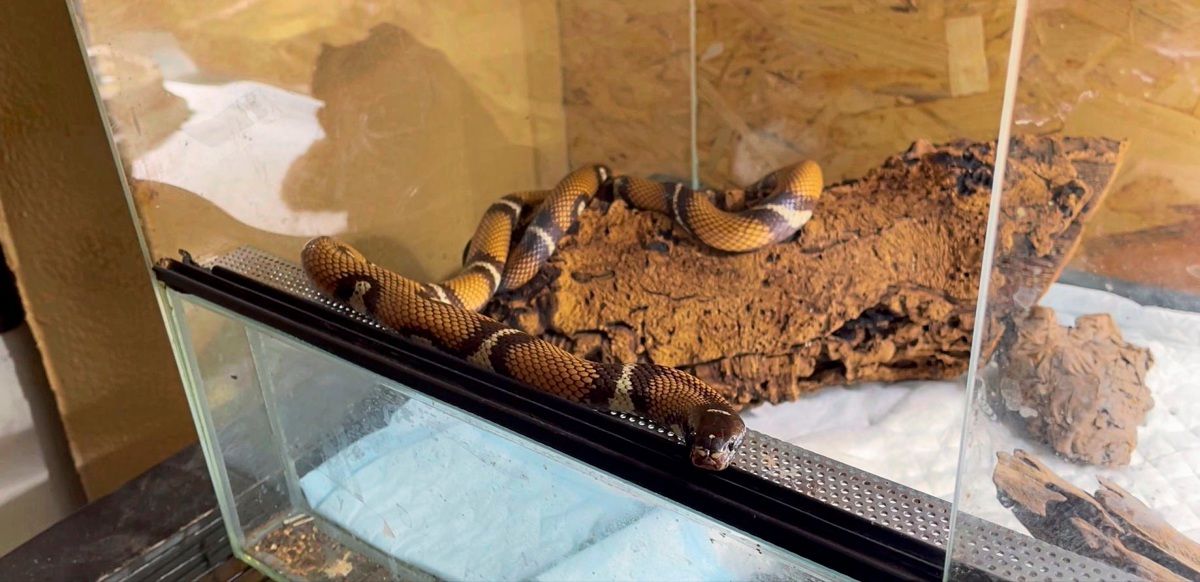 Schlange fand zwei Jahre nach Toilettenauftritt in Wien ein Zuhause im Reptilienzoo