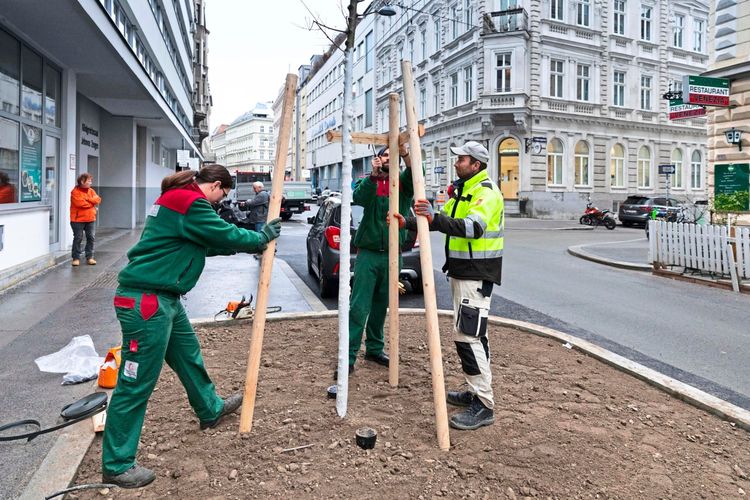Drei Personen bauen ein Holzstützgerüst um einen frisch gepflanzten Baum auf einer Verkehrsinsel in einer städtischen Umgebung auf. Im Hintergrund sind Gebäude, geparkte Autos und ein Restaurant zu sehen.