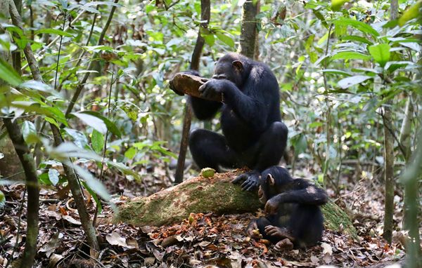 Foto: Liran Samuni, Taï Chimpanzee Project