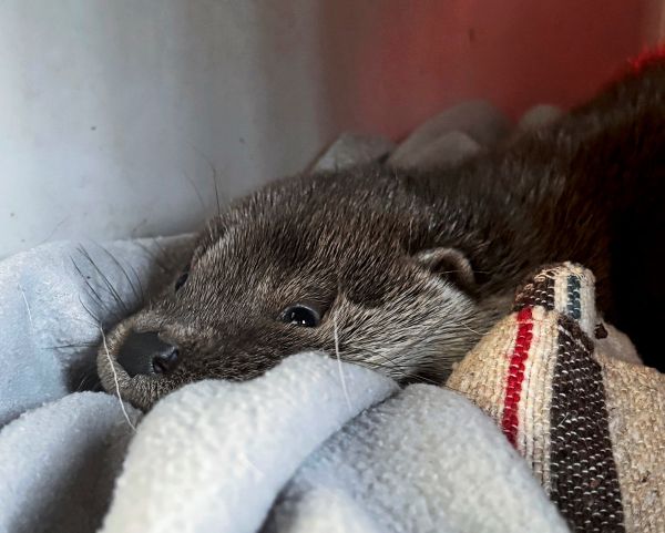 Verletztes-Fischotterbaby-wird-in-Eulen-und-Greifvogelstation-aufgep-ppelt