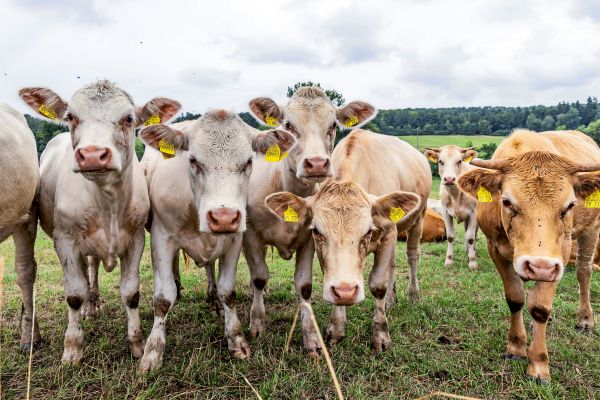 Zieht-Aldi-zu-viel-Bio-aus-sterreich-ab-Branche-f-rchtet-Engp-sse-und-Preisrallye