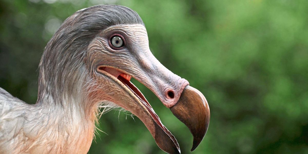 Genetik-Startup will den ausgestorbenen Dodo nachzüchten