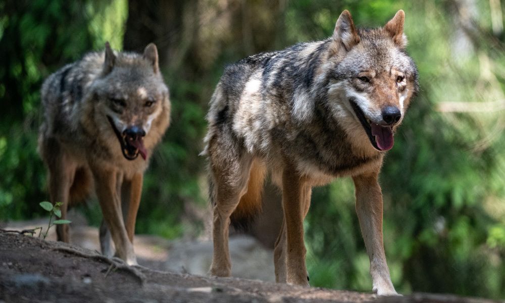Angst vor dem Wolf: Kindergarten streicht Wandertage durch den Wald