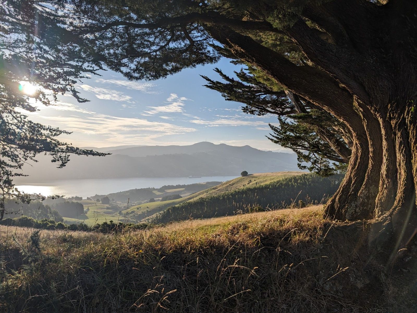 Blick ins Tal unter einem imposanten Baum stehend, Wälder, Hügel, See