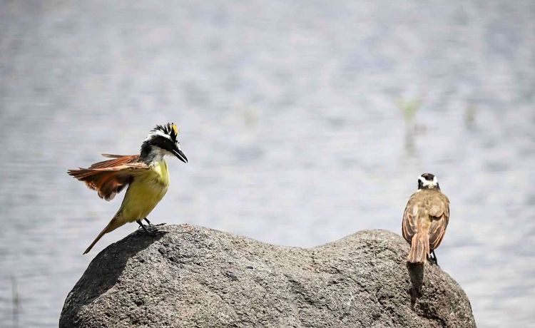 Zwei Schwefelmaskentyrann-Vögel sitzen auf einem Stein, einer ist im Profil zu sehen, hat seine Federn erhoben und zeigt seine aufgestellten schwarzen Kopffedern mit leicht geöffnetem Schnabel.