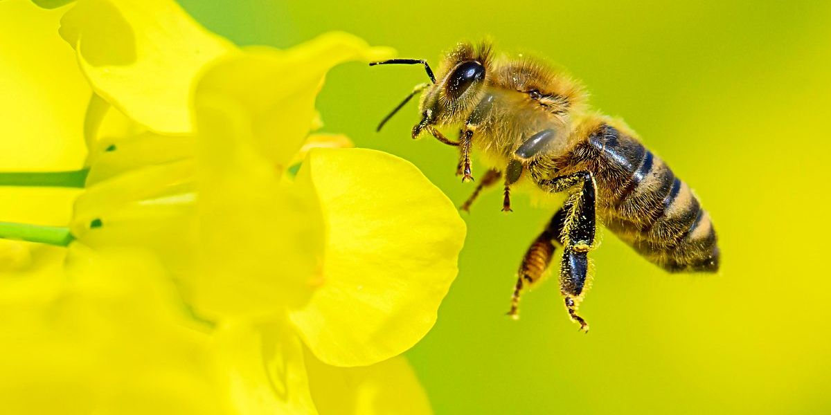 Warum jeden Winter Honigbienenvölker sterben