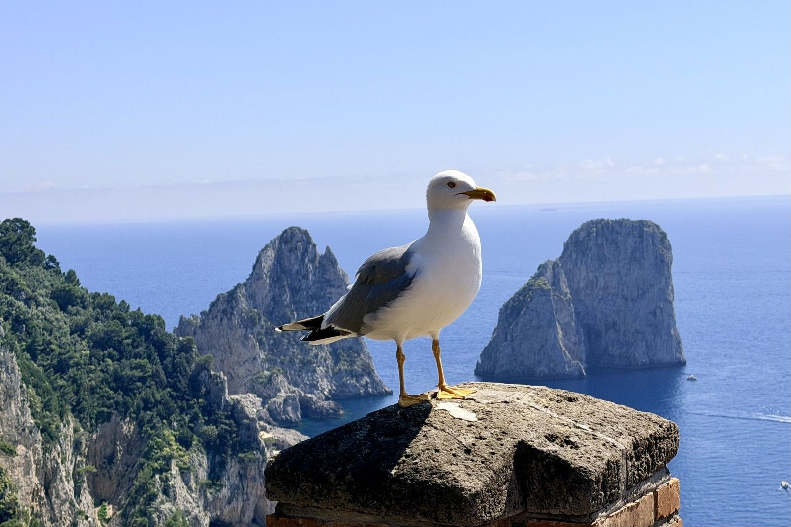 Eine Möwe sitzt mitten Bild auf einer Säule, dahinter Felsformationen im offenen Meer