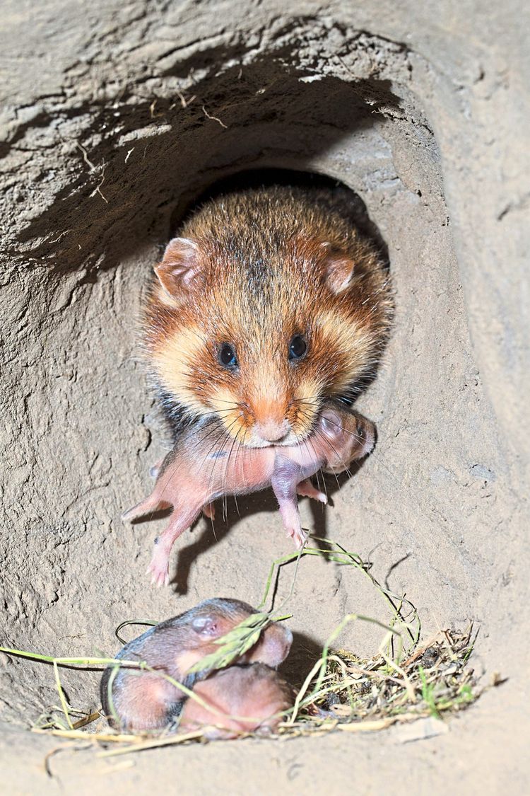 Feldhamstermutter mit Nachwuchs in einer Höhle