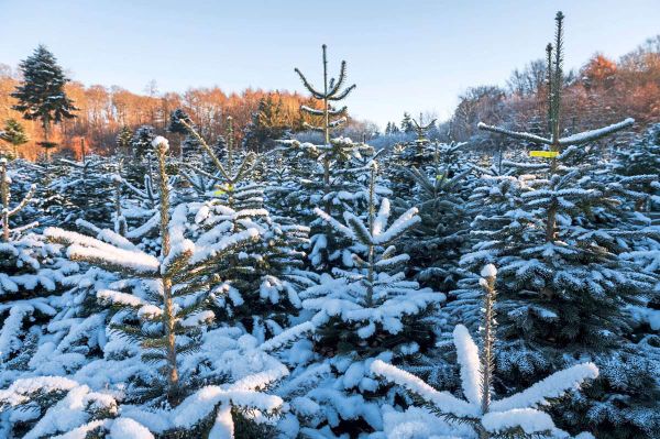 wahrscheinlich-wei-e-weihnachten-in-bregenz-innsbruck-und-salzburg