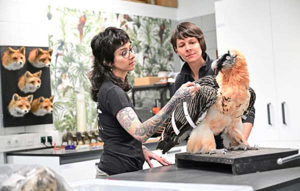 Das-zweite-Leben-der-Tiere-oder-Knochenjob-zwischen-K-fern-und-K-hltruhen