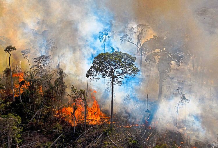 Am Foto breitet sich das Feuer im Wald aus, nur wenige Bäume stehen noch. 