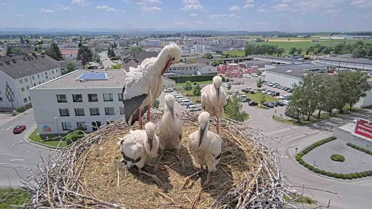 Vier junge und ein erwachsener Storch im Nest der ÖBB.