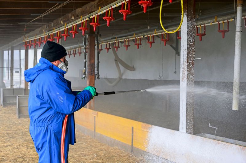 Stallpflicht für Geflügel in Risikogebieten