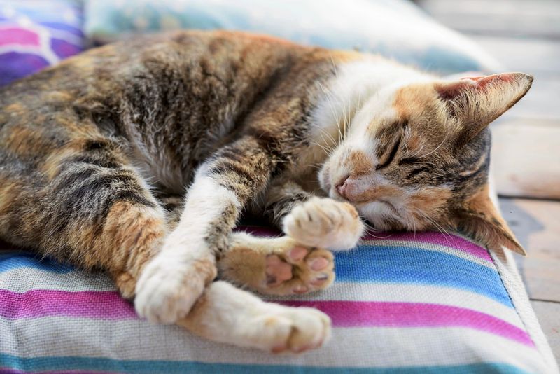 Todesfalle Balkon? So macht man die Wohnung wirklich katzensicher