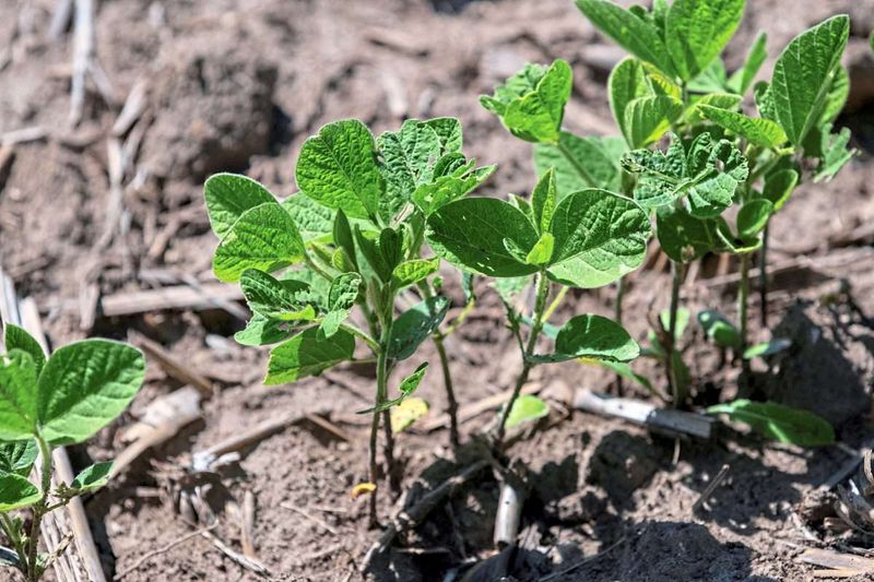 Spekulieren auf den Klimawandel könnte Preise weiter treiben