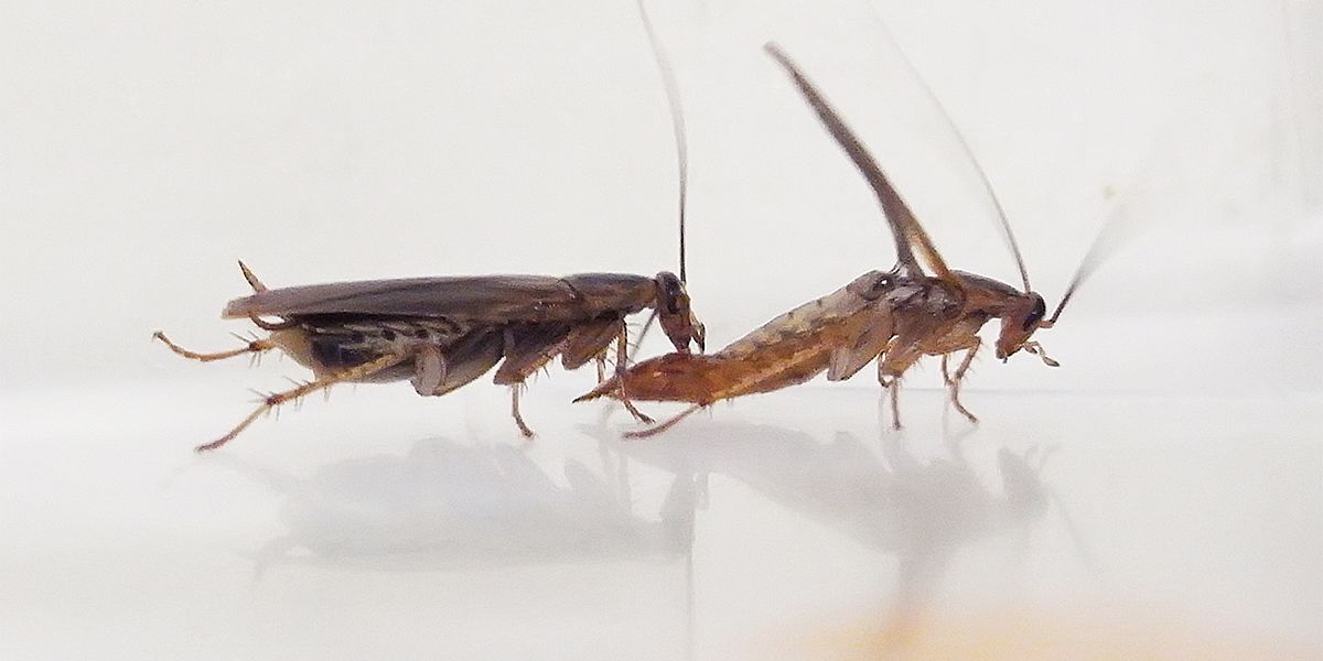 Beschleunigte Evolution bei Kakerlaken führt zu Zuckerverzicht und behindert das Sexleben