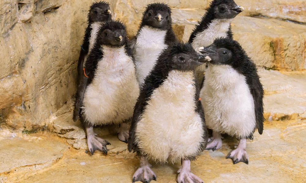 Ansichtskarte 3 Pinguinküken und Pinguin D Mama Penguin Family 