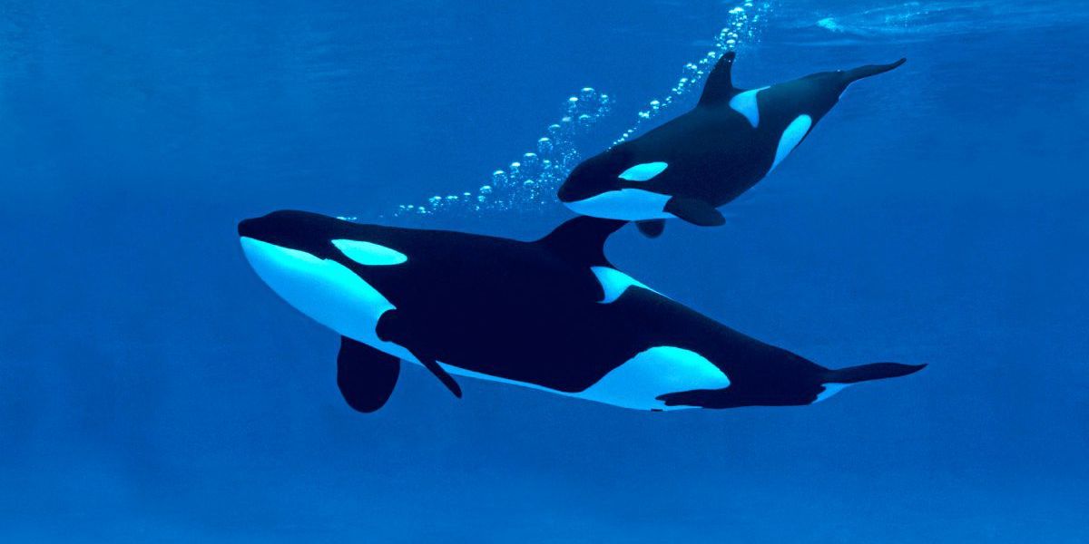 Orcas erlegen Blauwale in Gruppen - Natur - derStandard.de › Wissen und